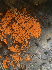 Hemitrichia decipiens