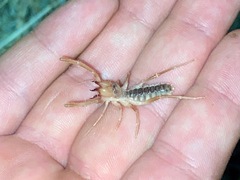Eremobatidae