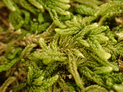Hypnum circinale