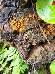 Badhamia utricularis