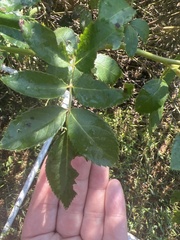 Diplocarpon rosae