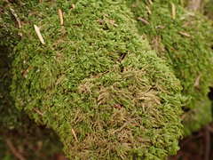 Hypnum circinale