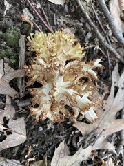 Ramaria rasilispora