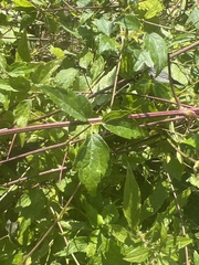 Toxicodendron radicans