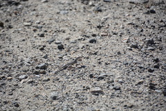 Callisaurus draconoides