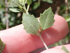 Brickellia baccharidea
