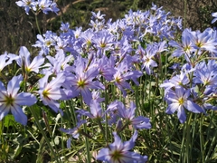 Leucocoryne coquimbensis