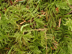 Kindbergia oregana