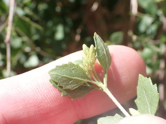 Brickellia baccharidea