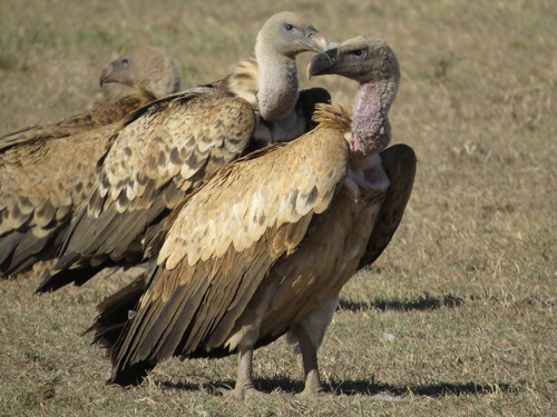 Rüppell's Griffon, photo 6 of 9