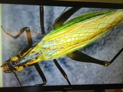 Oecanthus nigricornis