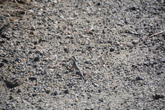 Callisaurus draconoides