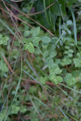 Hypericum anagalloides