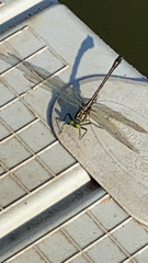 Gomphidae