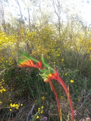 Anigozanthos manglesii