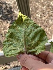 Melampsora occidentalis