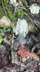 Hericium americanum