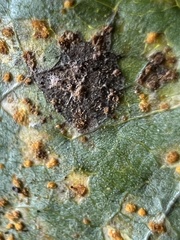 Melampsora occidentalis