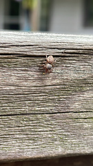 Pelegrina flavipes