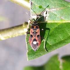 Lygaeus alboornatus