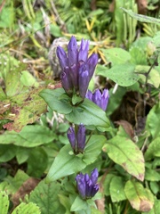 Gentianella quinquefolia