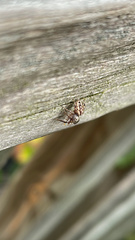 Pelegrina flavipes