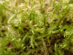 Rhytidiadelphus loreus