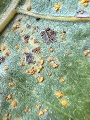 Melampsora occidentalis