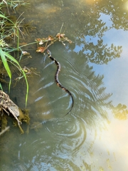 Nerodia fasciata confluens