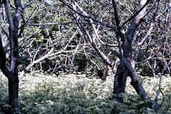 Anthriscus sylvestris