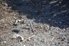 Callisaurus draconoides