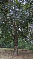 Acer
