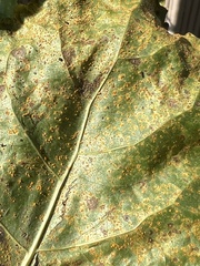 Melampsora occidentalis