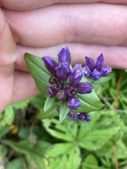 Gentianella quinquefolia