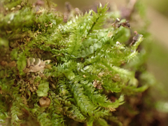 Pseudotaxiphyllum elegans