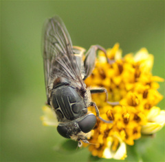 Asemosyrphus mexicanus