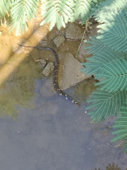Nerodia fasciata confluens