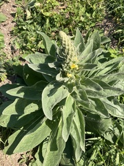 Verbascum