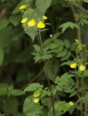 Calceolaria tripartita