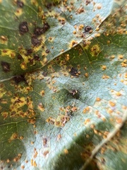 Melampsora occidentalis