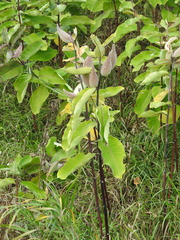 Asclepias syriaca