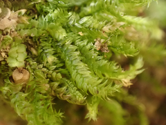 Pseudotaxiphyllum elegans