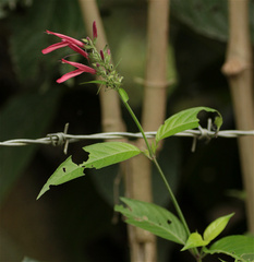 Dianthera