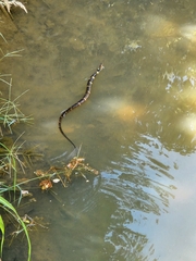 Nerodia fasciata confluens