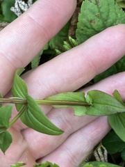 Gentianella quinquefolia