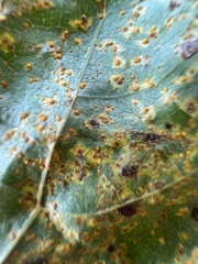 Melampsora occidentalis