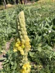 Verbascum
