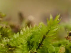 Pseudotaxiphyllum elegans