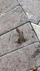 Leiocephalus carinatus