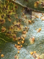 Melampsora occidentalis